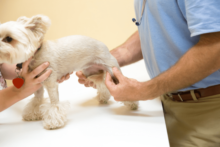 How Can I Care For My Dog’s Joints?