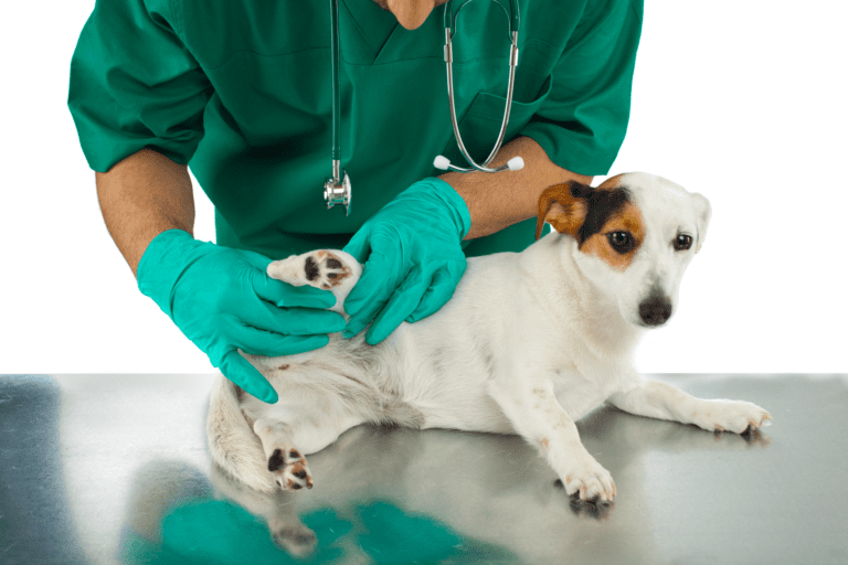 What Are the Best Products for Dog Joint Pain and Discomfort?