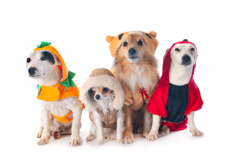 What are the Best Halloween Costumes for Your Dog?