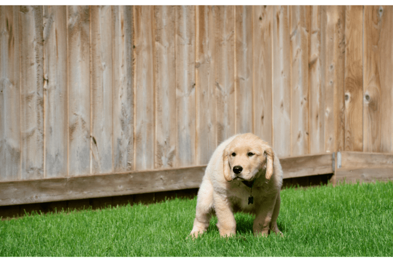 Why Do I Need to Scoop Up My Dog Poop?