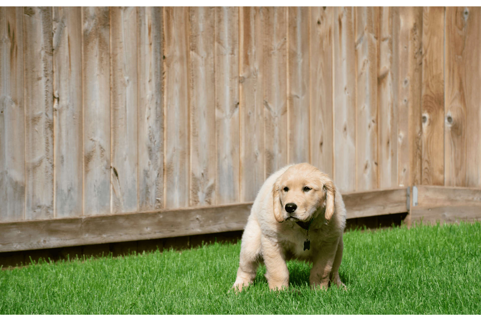 Why Do I Need to Scoop Up Dog Poop?