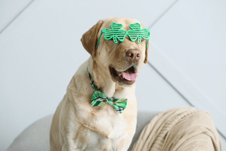 Celebrating St. Patrick’s Day with Your Dog