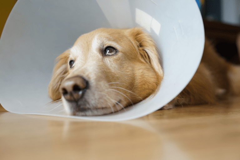 What is a Dog Cone?