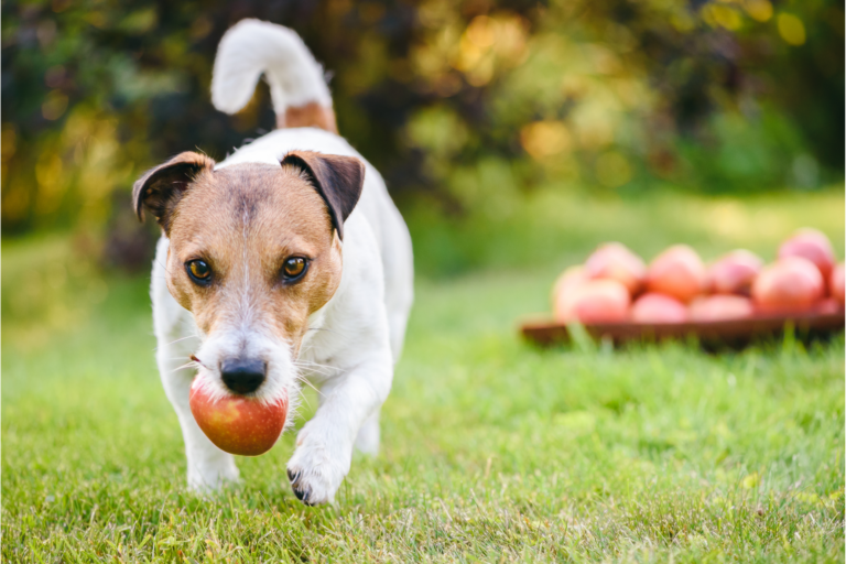 Can Dogs Eat Apples?