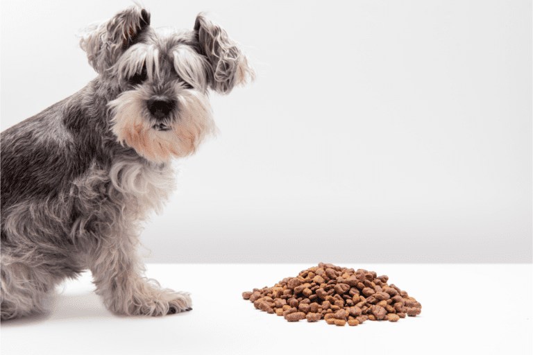 Why Should You Use a Dog Food Storage Container?