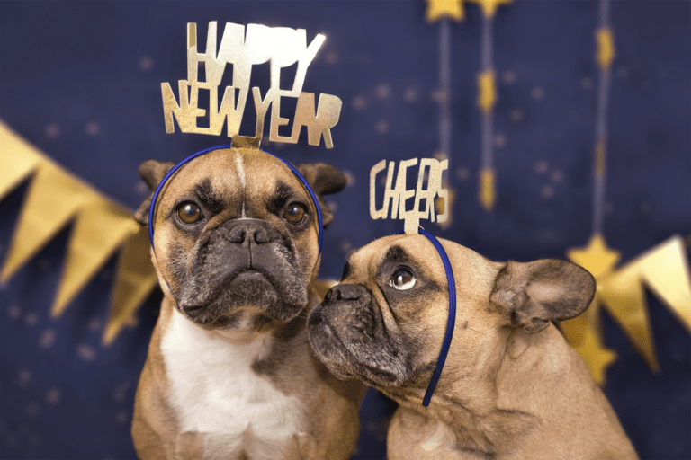 How Can I Celebrate the New Year With my Dog?