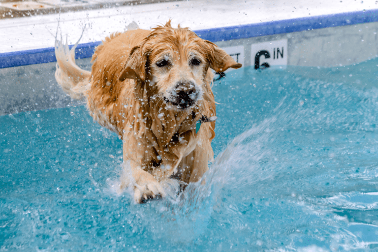 Do Dogs Like to Swim in Swimming Pools?