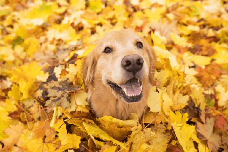 How Can I Celebrate Thanksgiving With My Dog?