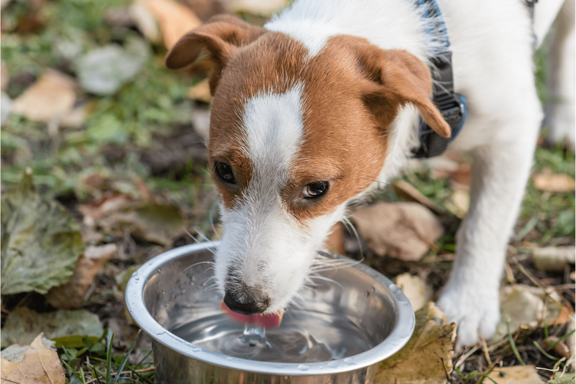 What Is A Dog Water Bowl?