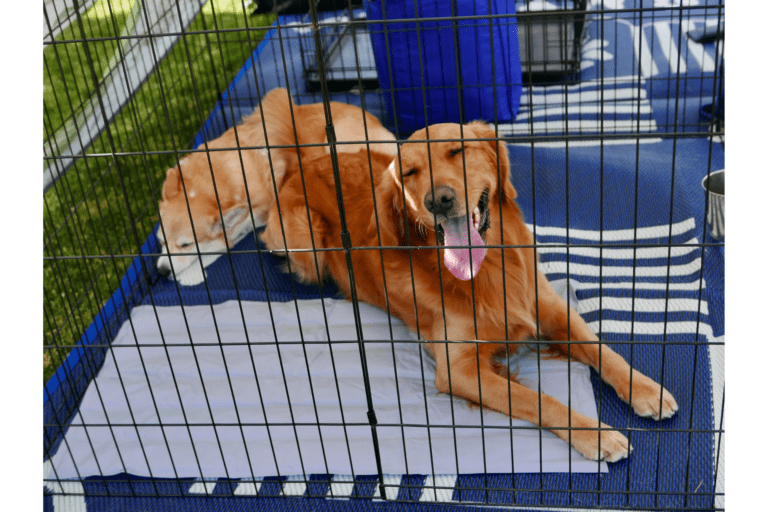 What Is Dog Crate Training? 