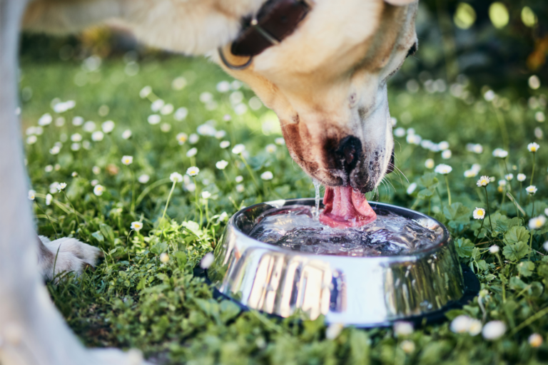 What Are the 9 Best Water Bowls for Dogs?