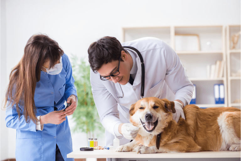 What are the best DNA tests for dogs?