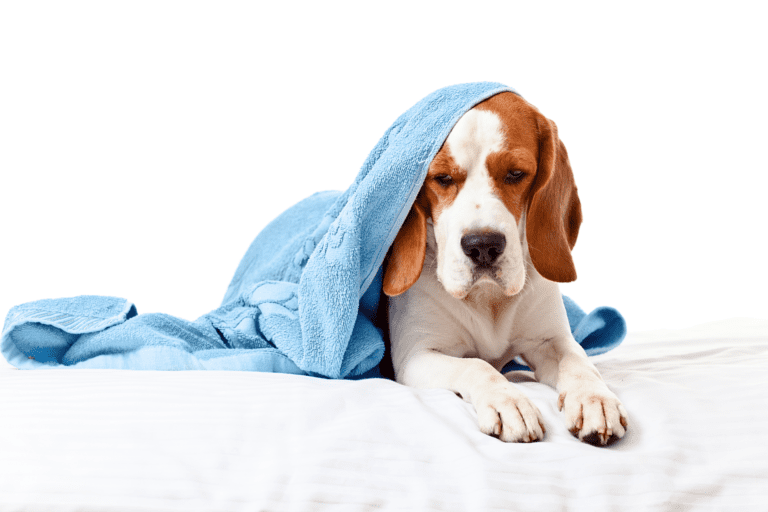 What Are the Best products To help my dog with flu Like symptoms?