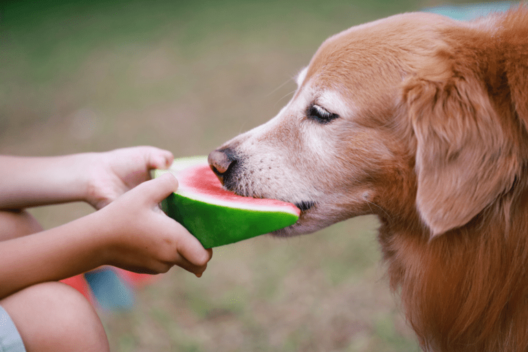 Can Dogs Eat Watermelon?