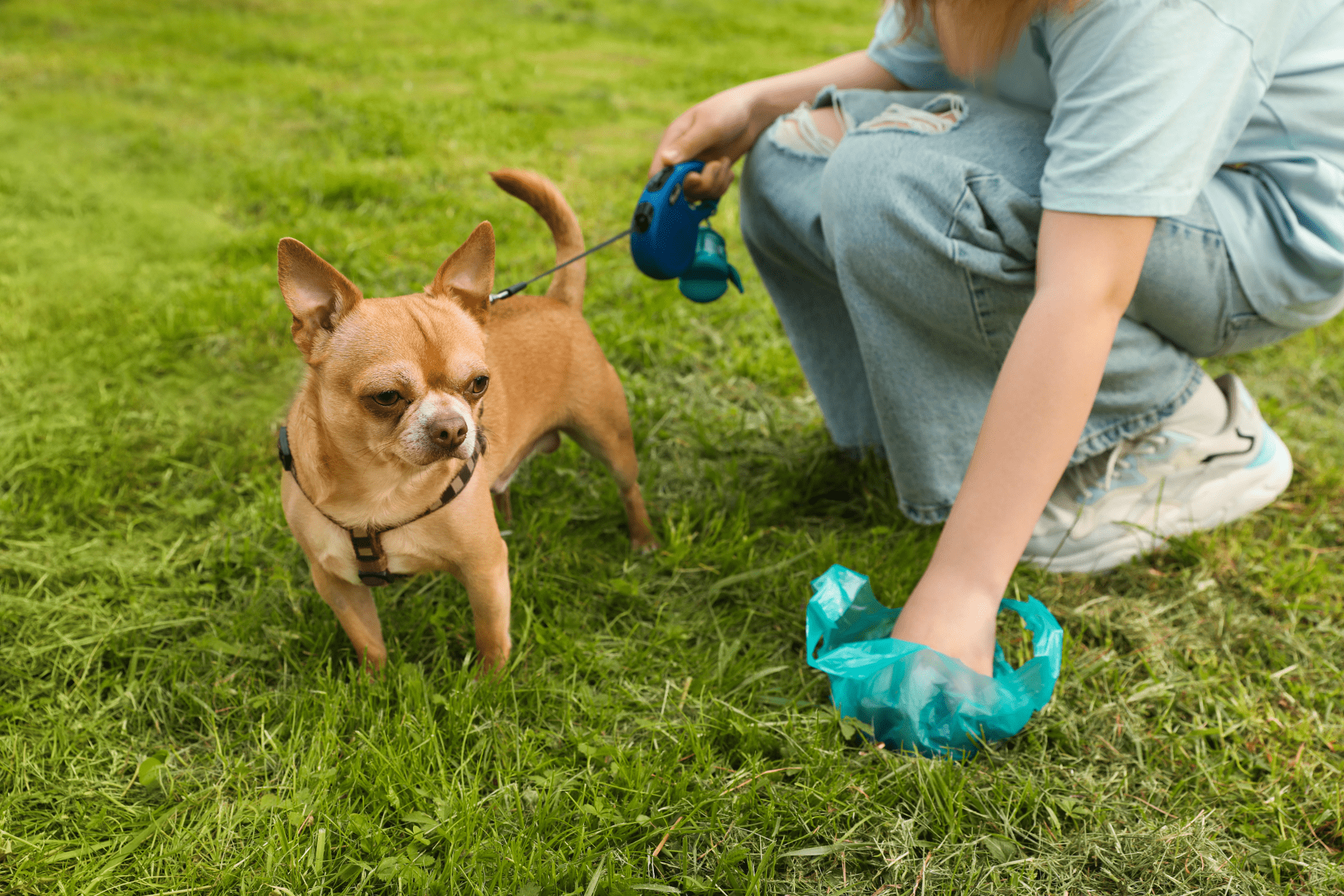 Best Dog Poop Bags