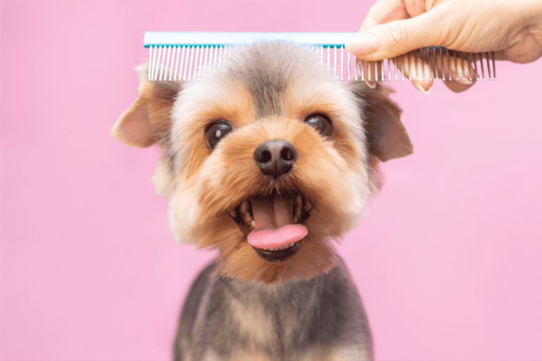 Should I Cut My Dog’s Hair or Take My Dog to a Groomer?