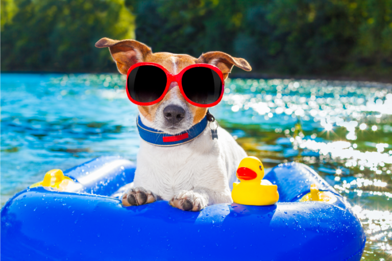 What Are the Best Dog Toys for Playing in the Swimming Pool?